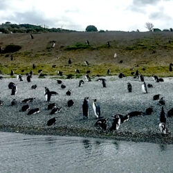 pinguinos + harberton