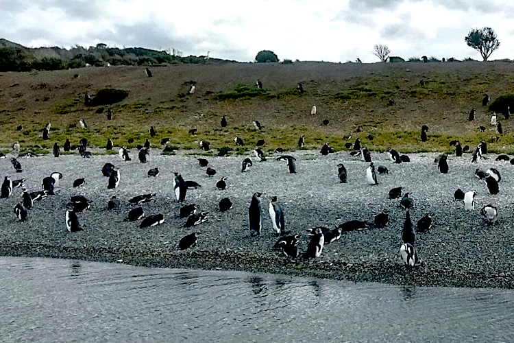 Isla Gable, Pingüinera y Harberton