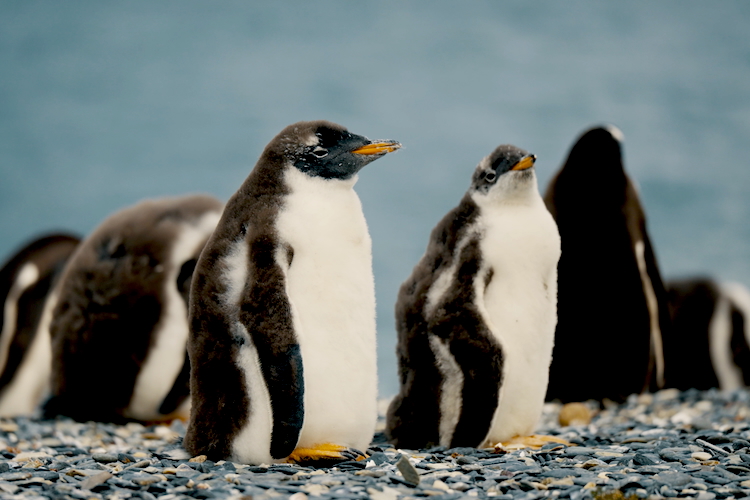 Beagle Channel + Penguins