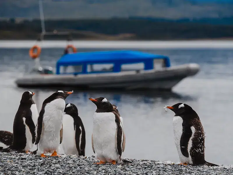 Penguin Colony Walk Ushuaia - Magellanic penguins on Martillo Island