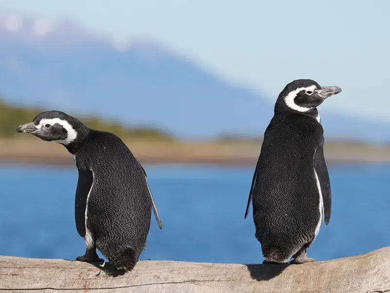 Gentoo penguins on Martillo Island, Ushuaia - marine wildlife observation in their habitat