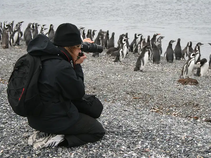 Beagle Channel Navigation, Penguin Colony Hike - Boat trip to Martillo Island, Ushuaia