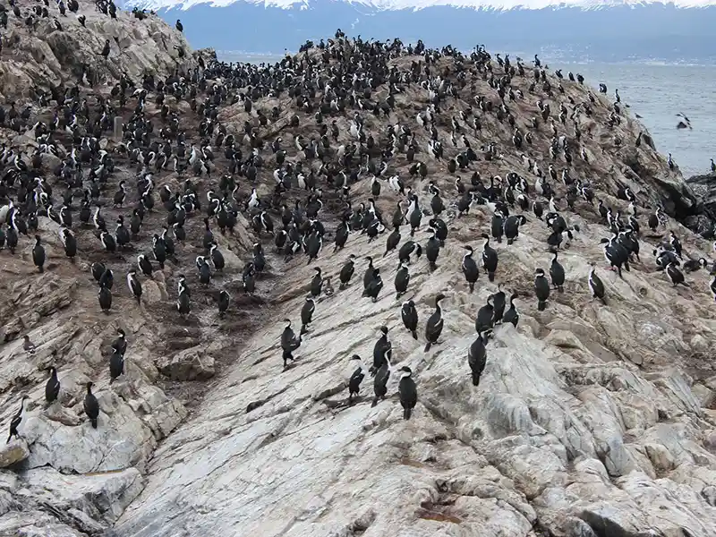 Ilha dos Pássaros, Canal de Beagle - corvos-marinhos e aves marinhas no Canal de Ushuaia