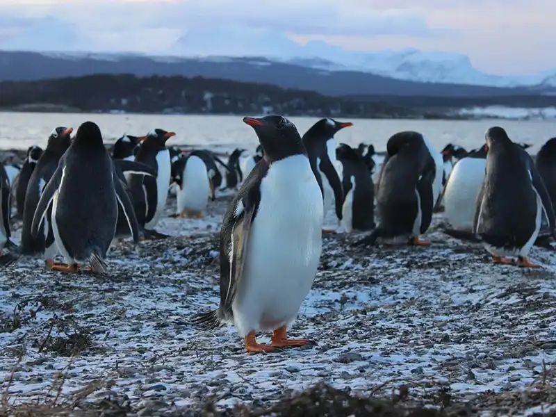 Penguins of Martillo Island, Ushuaia