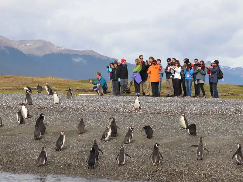 Beagle Channel with Penguins Ushuaia