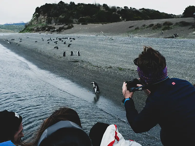 Penguins of Martillo Island, Ushuaia