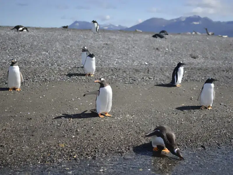 Les Eclaireurs Lighthouse, Beagle Channel - Imperial Cormorants and Marine Fauna