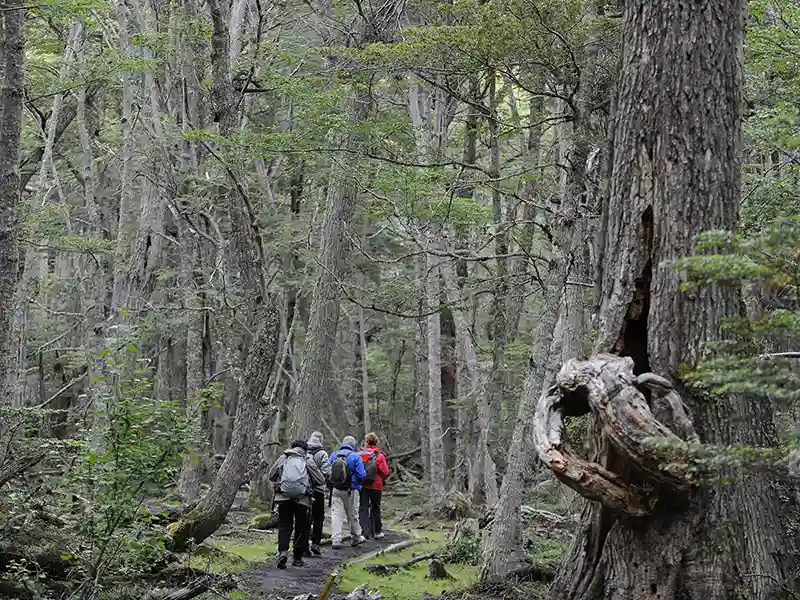 caranguejo-rei da Patagônia