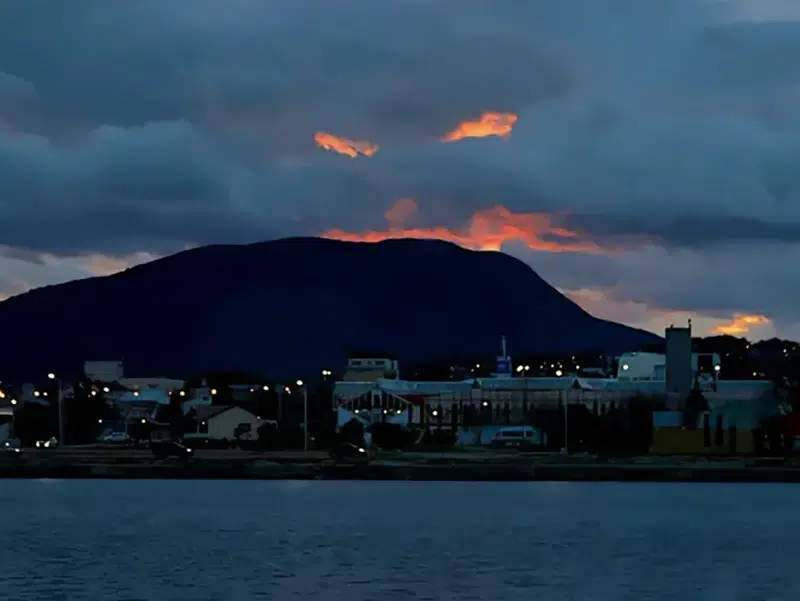 Ushuaia Night Forest